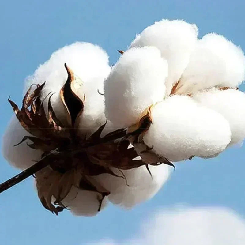 تيشيرت رجالي قطني مقاس كبير، مطبوع رقميًا، عالي الجودة، مناسب للارتداء اليومي، صيفي، كاجوال، بياقة دائرية، رياضي، متعدد الاستخدامات